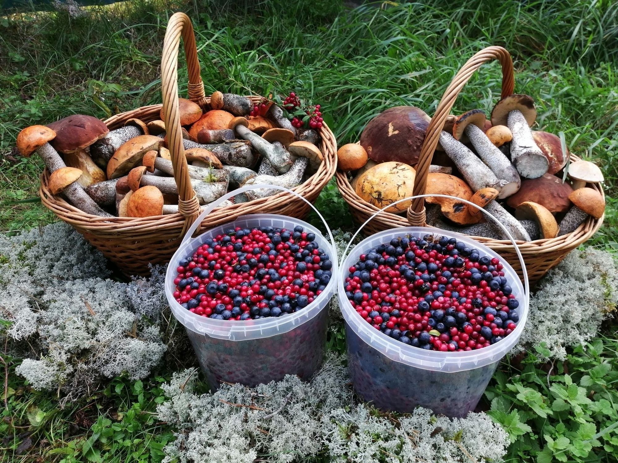 Закон о сборе грибов и ягод в Российской Федерации